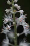 Foamflower